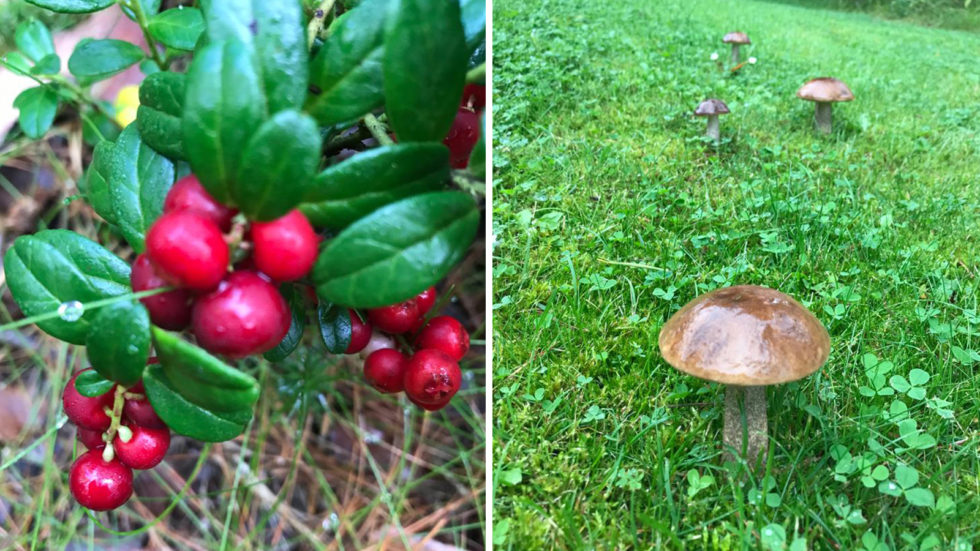 Metsien siimeksestä löytyy sieniä ja syksyn marjoja